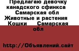 Предлагаю девочку канадского сфинкса - Самарская обл. Животные и растения » Кошки   . Самарская обл.